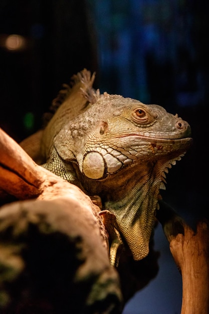 Bella grande iguana lucertola