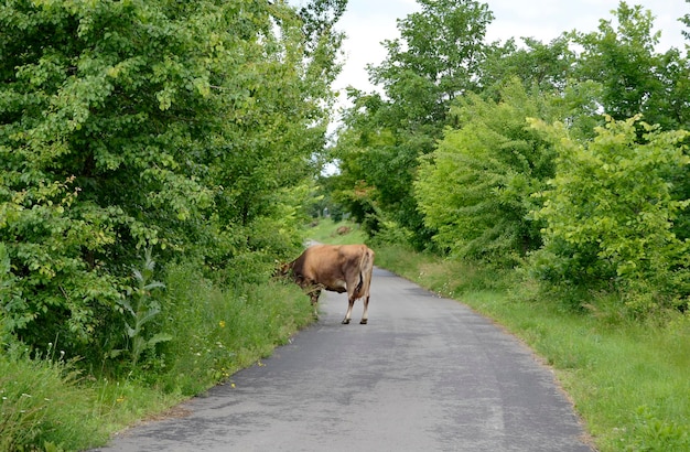 Bella grande mucca da latte pasce sul prato verde