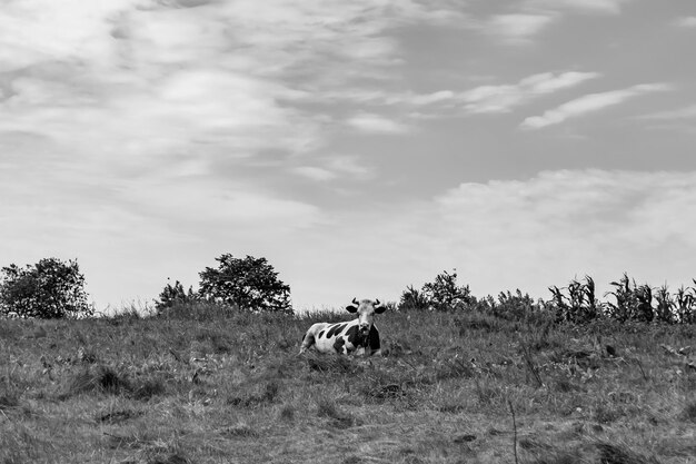 Bella grande mucca da latte pascola sul prato chiaro sotto il cielo limpido