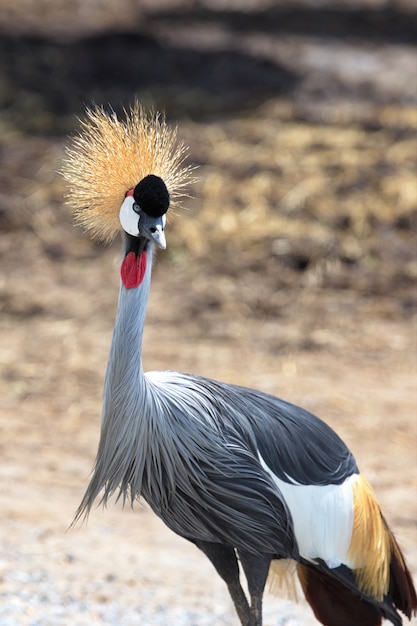 Bella gru coronata grigia allo zoo