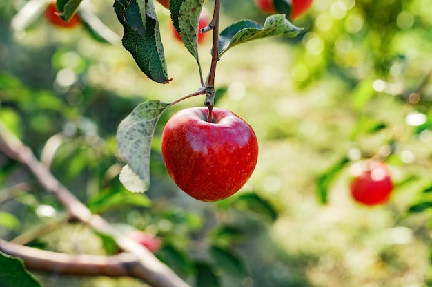 Bella gustosa mela rossa sul ramo di melo nel frutteto, raccolta. Vendemmia autunnale nel giardino esterno