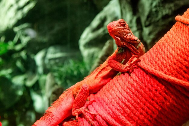 Bella iguana a luce rossa seduta su un ramo