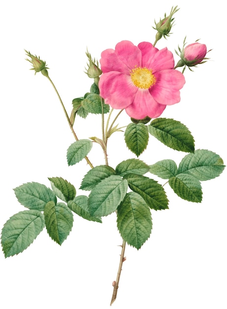 Bella illustrazione vintage di fiori di rosa fustellata di alta qualità isolata su sfondo bianco Migliorata digitalmente