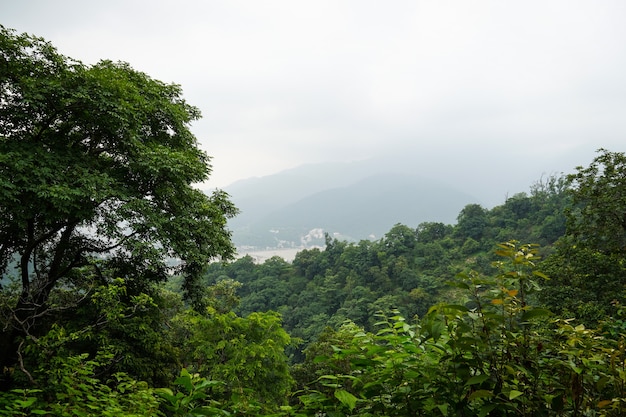 Bella immagine della foresta con le montagne