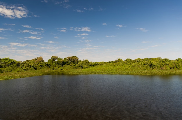 Bella immagine della zona umida brasiliana