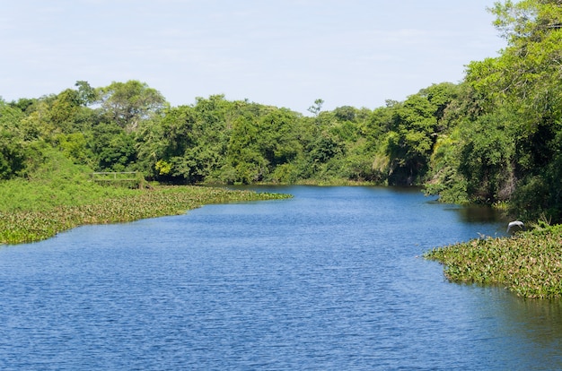 Bella immagine della zona umida brasiliana