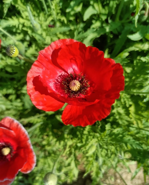 Bella immagine di fiori di papavero rosso