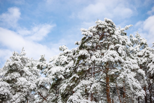 Bella immagine di pini ricoperti da uno spesso strato di neve e ghiaccio