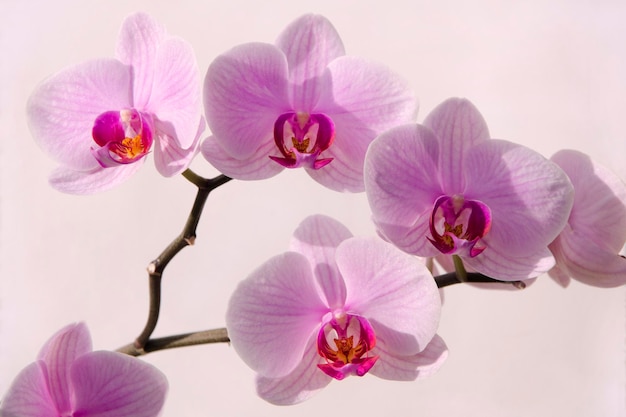 bella immagine fiori di orchidea rosa