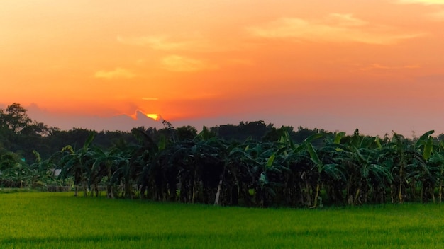 Bella immagine naturale verde