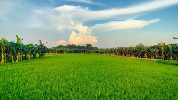 Bella immagine naturale verde