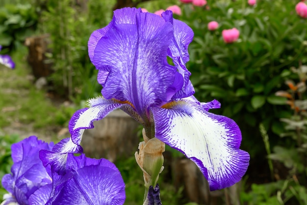 Bella iris viola su sfondo verde giardino. Avvicinamento