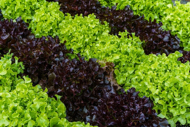 Bella lattuga organica di quercia verde e rossa o orto per insalata sul terreno che cresce, raccolta dell'agricoltura agricola.