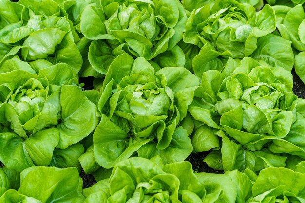 Bella lattuga verde organica di Butterhead o orto dell'insalata sul terreno che cresce, raccolta dell'agricoltura agricola.