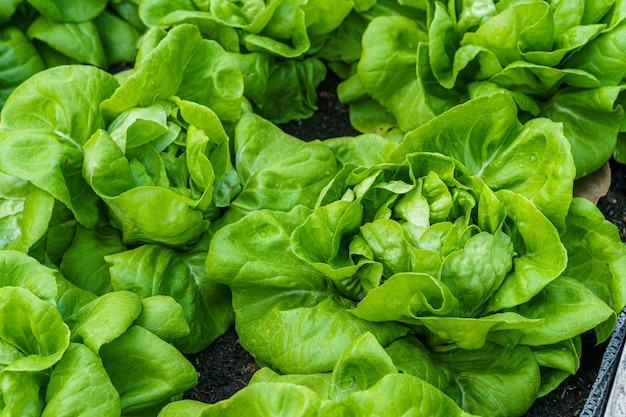 Bella lattuga verde organica di Butterhead o orto dell'insalata sul terreno che cresce, raccolta dell'agricoltura agricola.