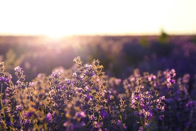 Bella lavanda in fiore in campo il giorno d'estate