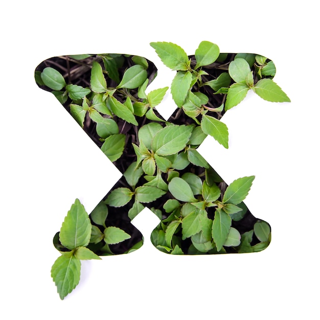 Bella lettera X dell'alfabeto inglese fatta di foglie fresche verdi in stencil di carta bianca
