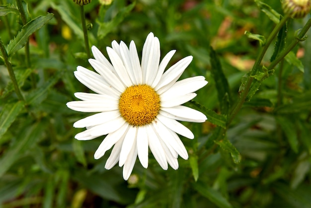 Bella Leucanthemum Daisy in giardino, sfondo sfocato.