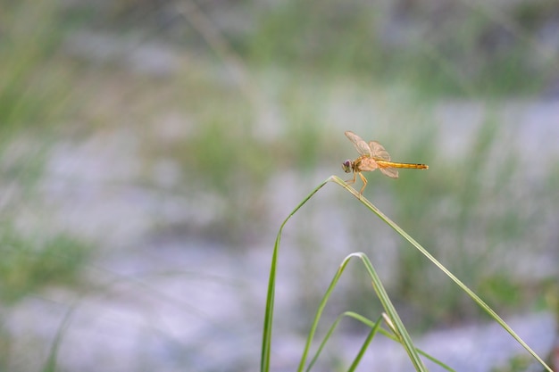 Bella libellula arancione con ali trasparenti seduta su una foglia di lama selvaggia