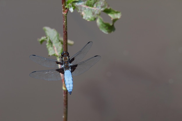 Bella libellula blu nell'habitat naturale Ripresa macro che mostra il dettaglio delle ali e della libellula degli occhi