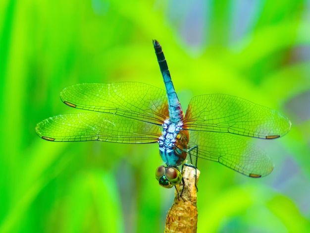 bella libellula (cavalletta)