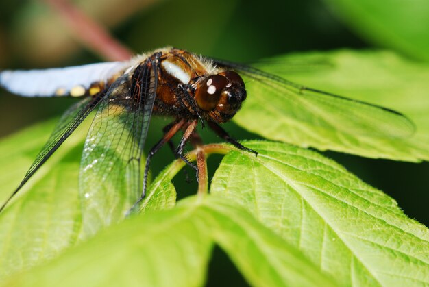 Bella libellula in natura, macro alta vicina