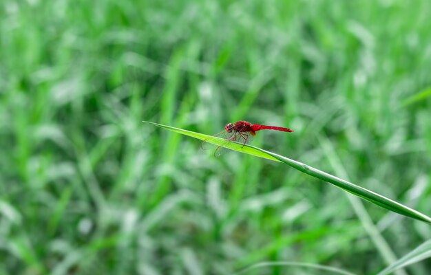 Bella libellula rossa che riposa su una foglia verde nella prateria