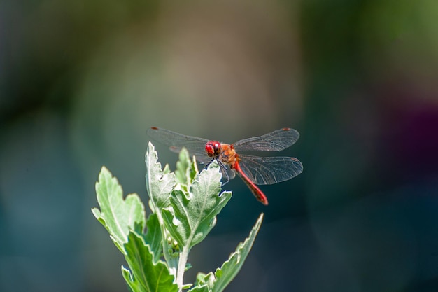 Bella libellula (Sympetrum sanguineum) seduta su un ramo appuntito