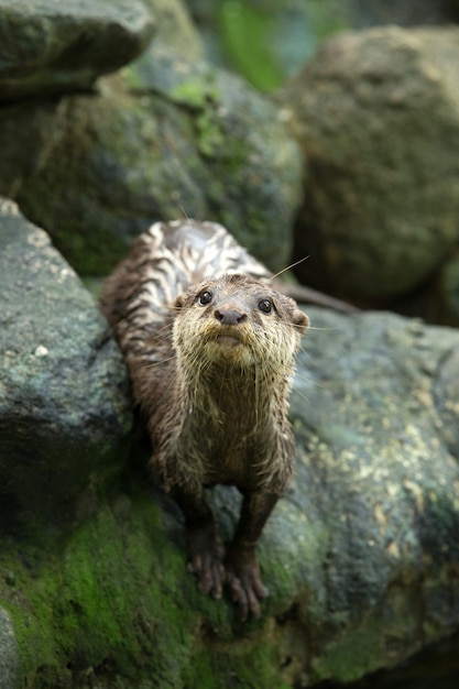 Bella lontra in piedi allo zoo