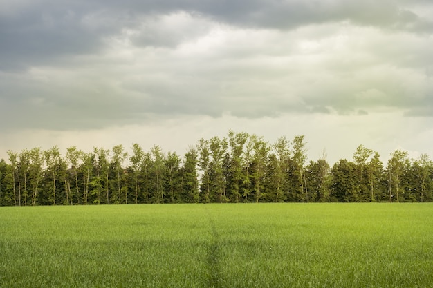 Bella luce del mattino nel parco pubblico con campo di erba verde e albero