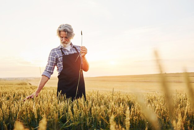 Bella luce solare Uomo anziano ed elegante con capelli grigi e barba sul campo agricolo con il raccolto