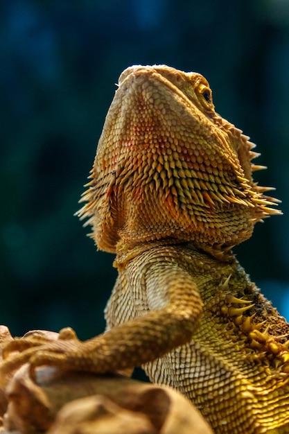 Bella lucertola barbuta Agama Pogona vitticeps