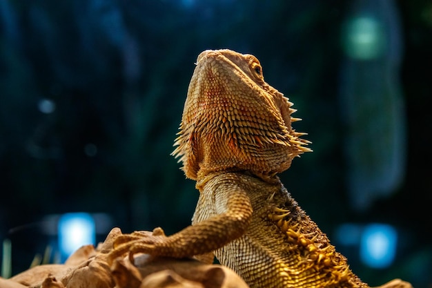 Bella lucertola barbuta Agama Pogona vitticeps