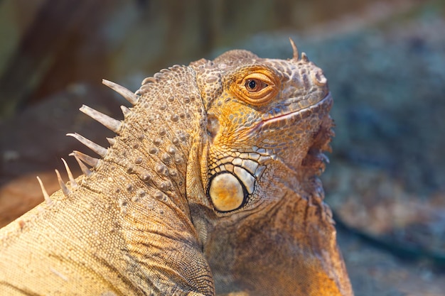 bella lucertola Iguana iguana da vicino