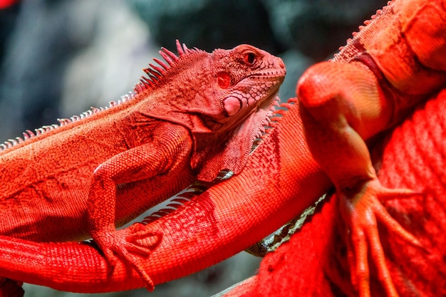 Bella lucertola iguana