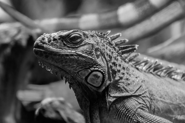 Bella lucertola iguana