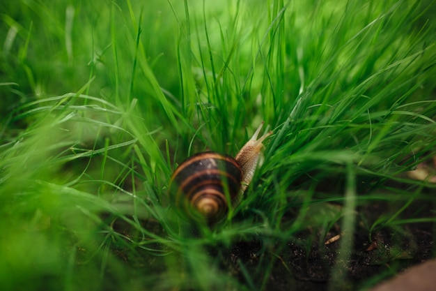 Bella lumaca che si siede nel primo piano dell'erba verde