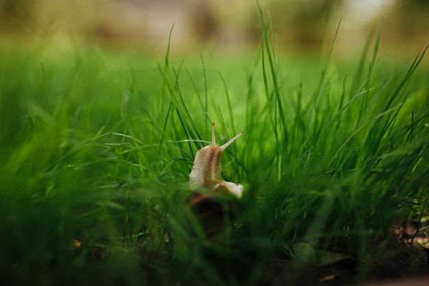 Bella lumaca che si siede nel primo piano dell'erba verde