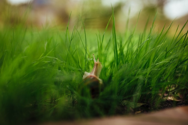 Bella lumaca che si siede nel primo piano dell'erba verde