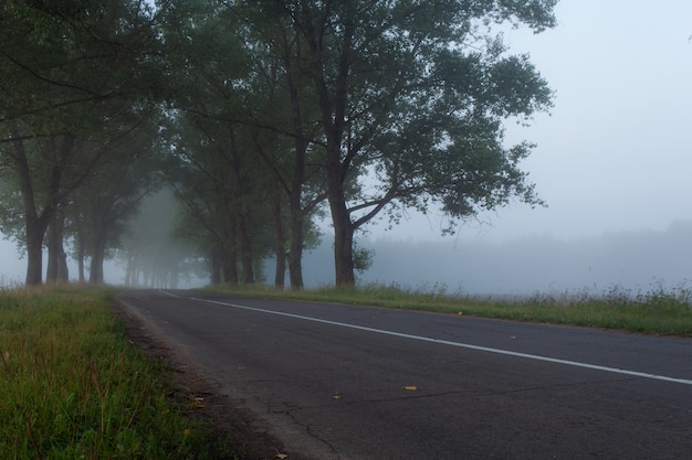 Bella ma terribile strada deserta con vecchi alberi lungo di essa in una fitta nebbia. concetto di film horror.