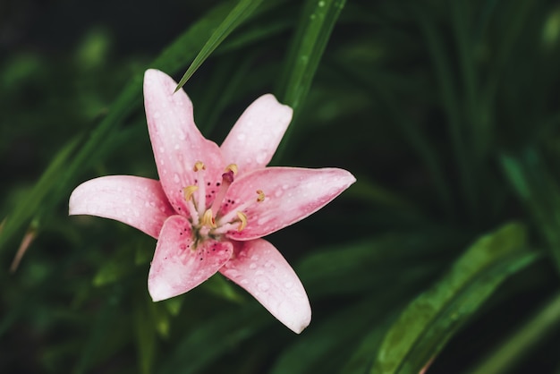 Bella macro fioritura rosa giglio