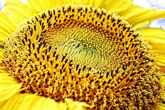 Bella macro primo piano del fiore del sole