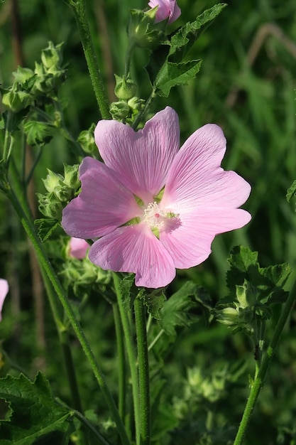 bella malva selvatica viola pallido che cresce sullo sfondo naturale del campo