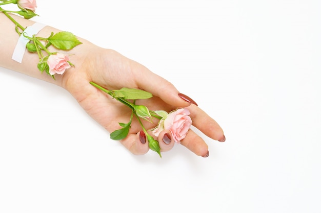 Bella mano femminile con le rose rosa su fondo bianco, concetto del salone di bellezza.