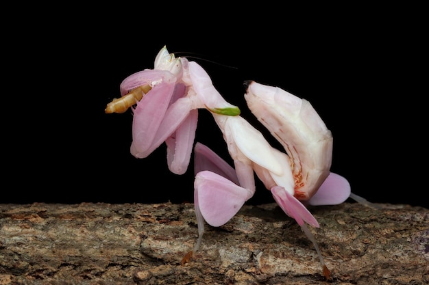 Bella mantide rosa orchidea che mangia insetto su legno con sfondo isolato