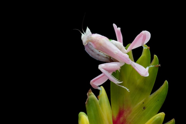 Bella mantide rosa orchidea su fiore con sfondo naturale