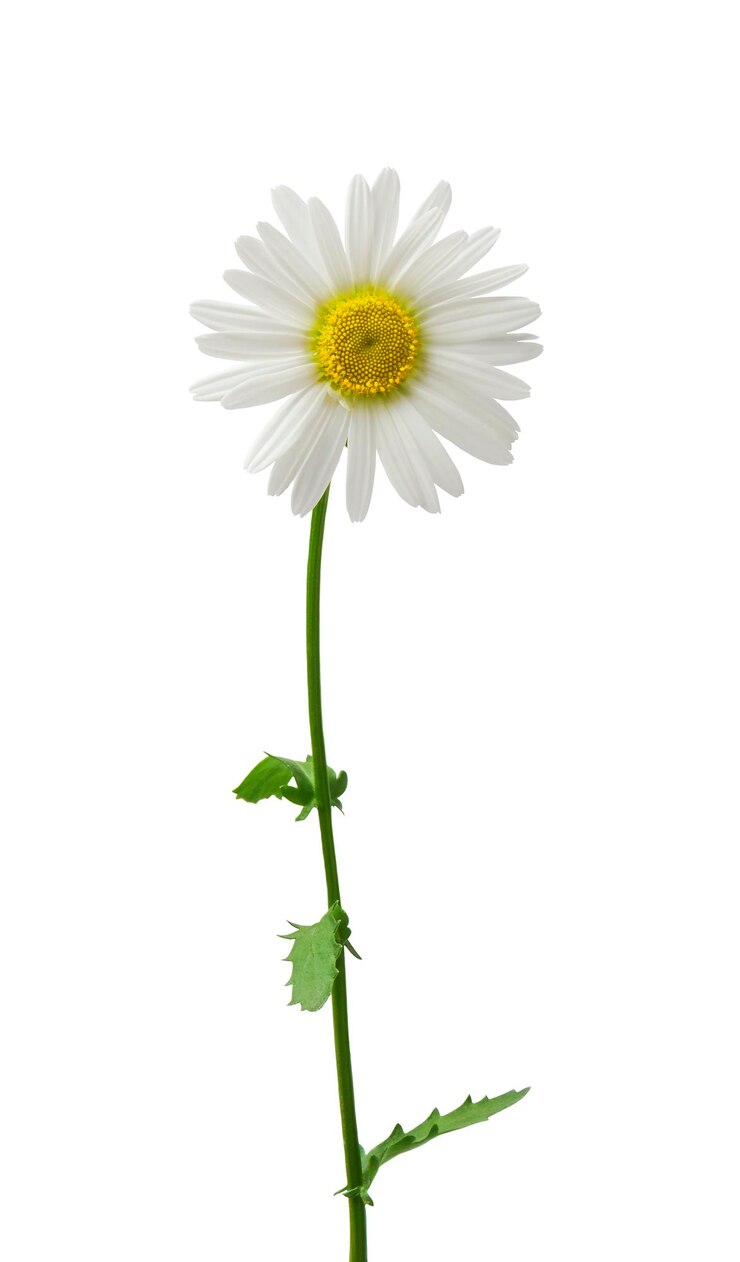Bella margherita isolata su sfondo bianco