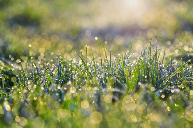 Bella mattina fresca con i raggi del sole e la luce drammatica