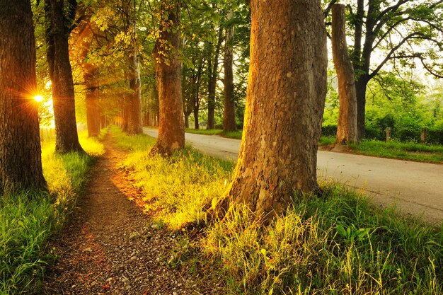 bella mattina fresca con raggi di sole e luce drammatica