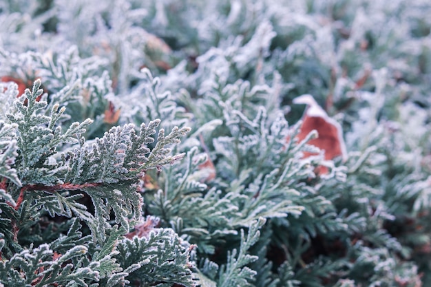 Bella mattina gelo su thuja verde